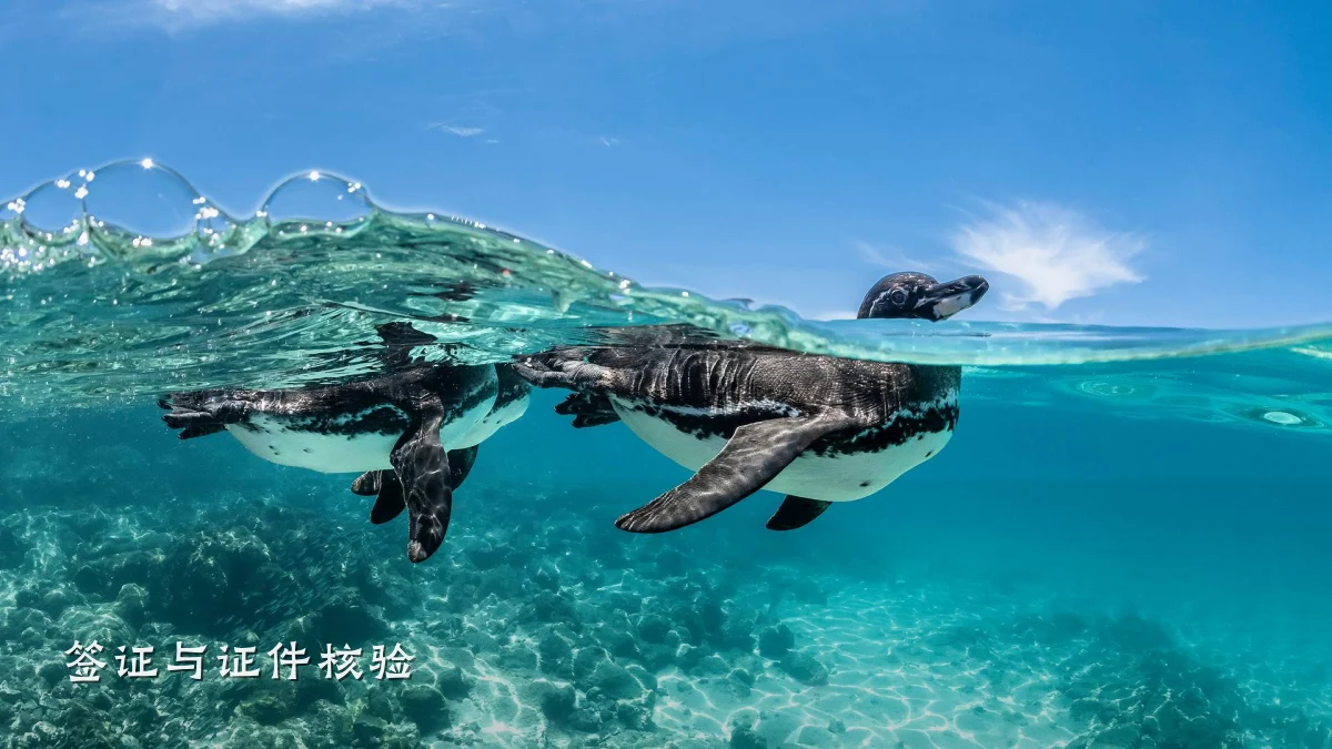 签证与证件核验