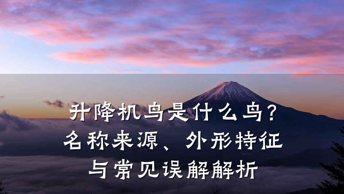 升降机鸟是什么鸟?名称来源、外形特征与常见误解解析