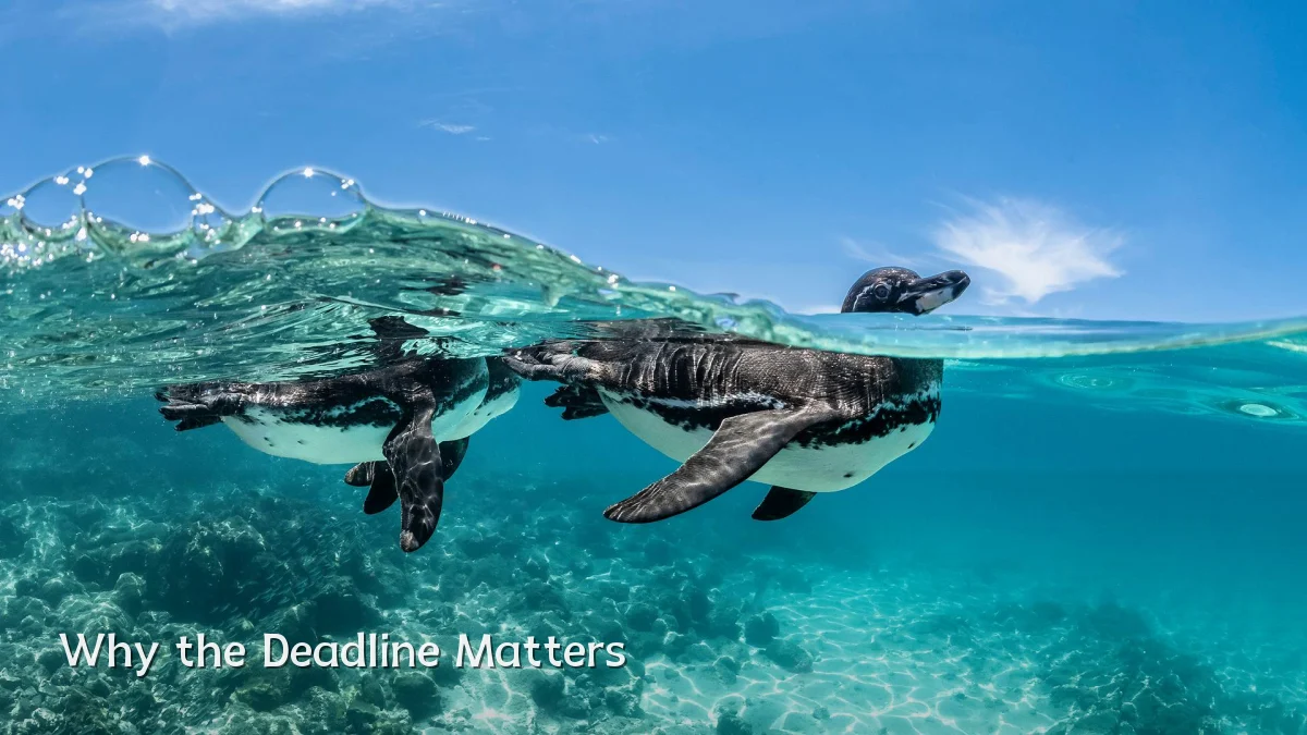 Why the Deadline Matters