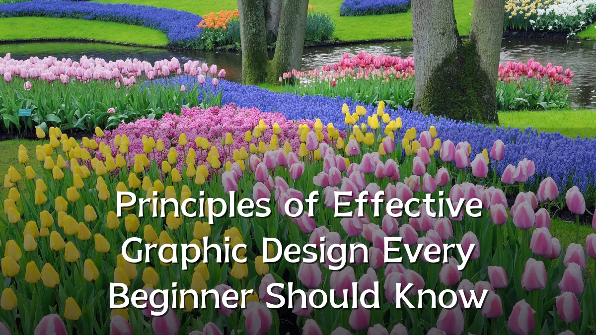 Principles of Effective Graphic Design Every Beginner Should Know
