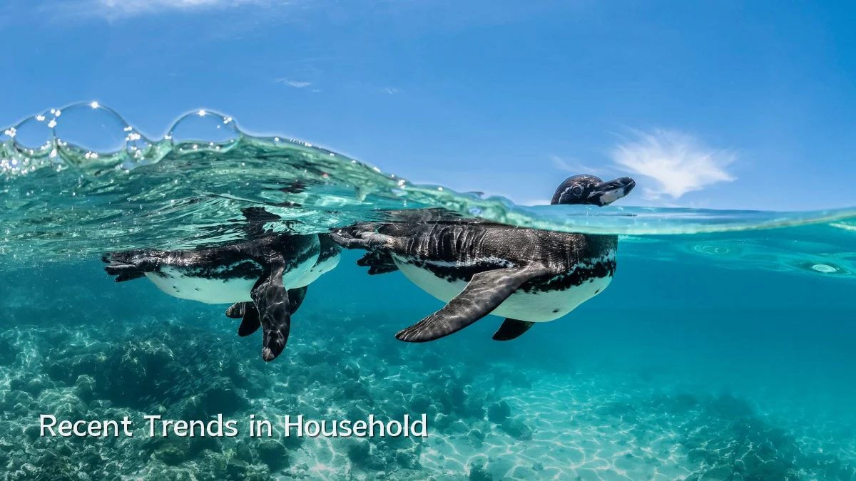 Recent Trends in Household